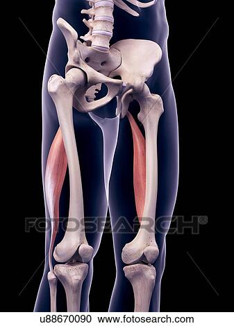 Stock Image - Thigh muscles, illustration. Fotosearch
