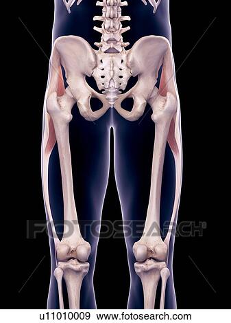 Thigh muscles, illustration View Large Photo Image Stock Photo - Thigh muscles, illustration. Fotosearch