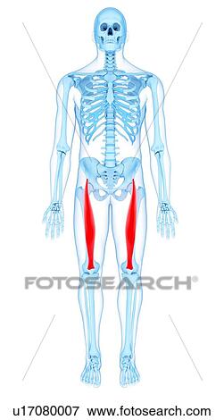 Stock Photo - Thigh muscles, illustration. Fotosearch