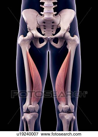 Thigh muscles, illustration View Large Photo Image Stock Photo - Thigh muscles, illustration. Fotosearch
