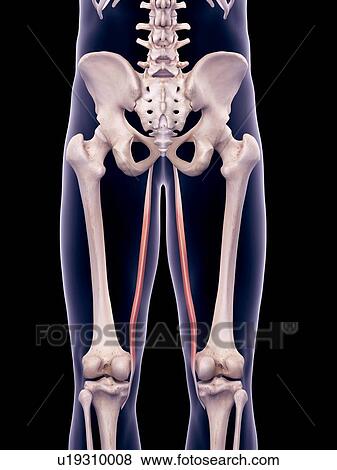 Thigh muscles, illustration View Large Photo Image Stock Photo - Thigh muscles, illustration. Fotosearch