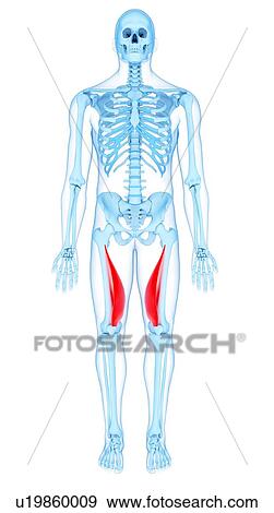 Thigh muscles, illustration View Large Photo Image Stock Photo - Thigh muscles, illustration. Fotosearch