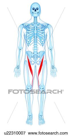 Stock Photo - Thigh muscles, illustration. Fotosearch
