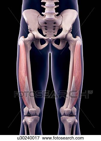 Thigh muscles, illustration View Large Photo Image Stock Photo - Thigh muscles, illustration. Fotosearch