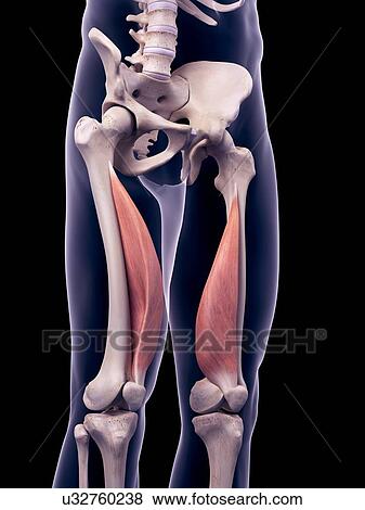 Thigh muscles, illustration View Large Photo Image Stock Photo - Thigh muscles, illustration. Fotosearch