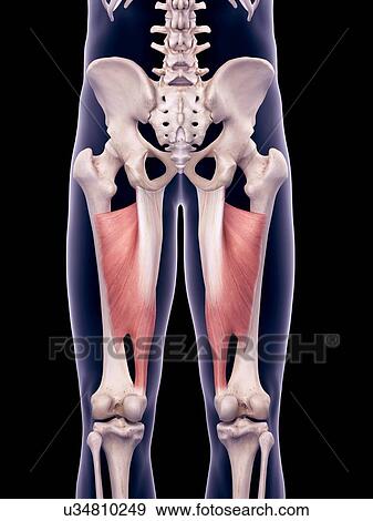 Stock Photo - Thigh muscles, illustration. Fotosearch