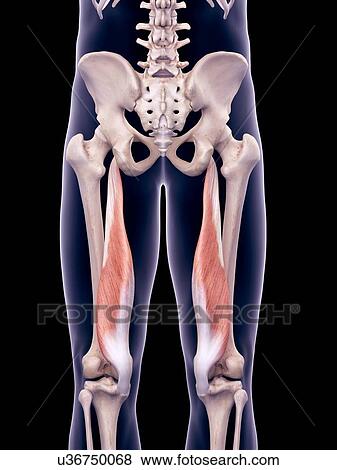 Thigh muscles, illustration View Large Photo Image Stock Photo - Thigh muscles, illustration. Fotosearch