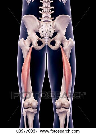 Stock Photo - Thigh muscles, illustration. Fotosearch