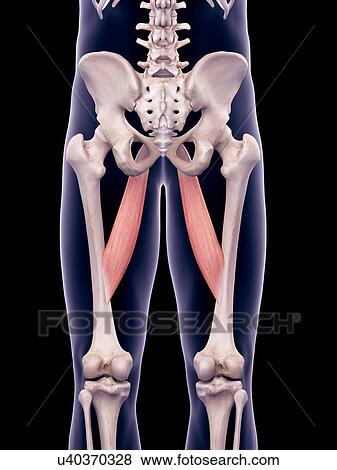 Thigh muscles, illustration View Large Photo Image Stock Photo - Thigh muscles, illustration. Fotosearch