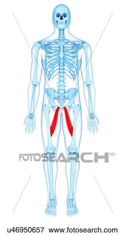 Thigh muscles, illustration View Large Photo Image Stock Photo - Thigh muscles, illustration. Fotosearch