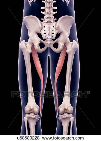 Stock Photo - Thigh muscles, illustration. Fotosearch