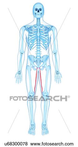 Thigh muscles, illustration View Large Photo Image Stock Photo - Thigh muscles, illustration. Fotosearch