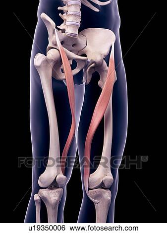 Thigh muscles, illustration View Large Photo Image Stock Photograph - Thigh muscles, illustration. Fotosearch