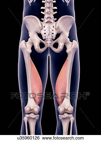 Thigh muscles, illustration View Large Photo Image Stock Photograph - Thigh muscles, illustration. Fotosearch