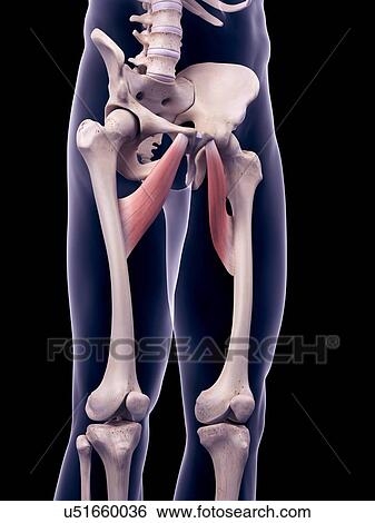 Thigh muscles, illustration View Large Photo Image Stock Photograph - Thigh muscles, illustration. Fotosearch