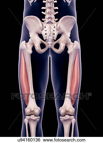 Stock Photograph - Thigh muscles, illustration. Fotosearch