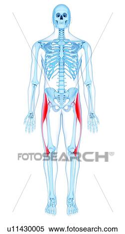 Stock Photography - Thigh muscles, illustration. Fotosearch
