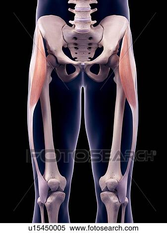 Thigh muscles, illustration View Large Photo Image Stock Photography - Thigh muscles, illustration. Fotosearch