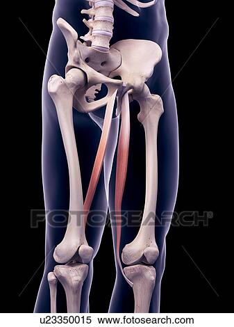 Stock Photography - Thigh muscles, illustration. Fotosearch