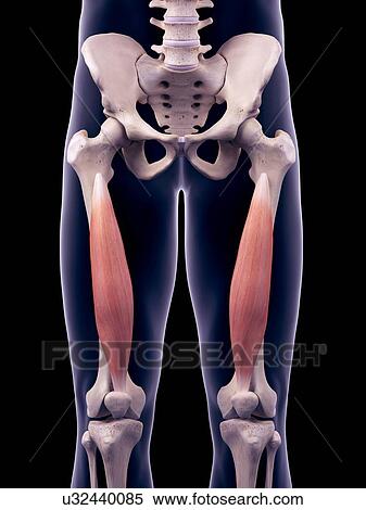 Thigh muscles, illustration View Large Photo Image Stock Photography - Thigh muscles, illustration. Fotosearch