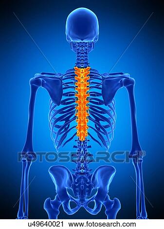Thoracic spine, illustration View Large Photo Image Stock Image - Thoracic spine, illustration. Fotosearch