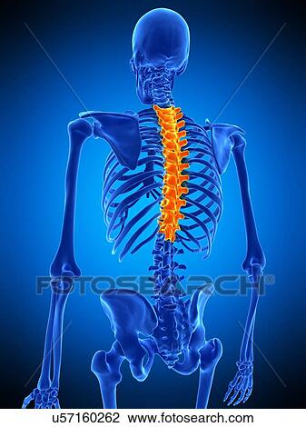 Thoracic spine, illustration View Large Photo Image Stock Image - Thoracic spine, illustration. Fotosearch