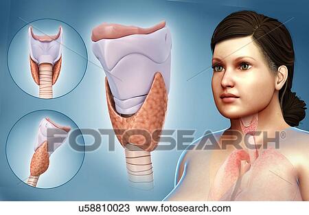 Stock Image - Thyroid cartilage, illustration. Fotosearch