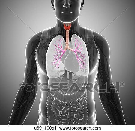 Trachea and bronchi, illustration View Large Photo Image Stock Image - Trachea and bronchi, illustration. Fotosearch
