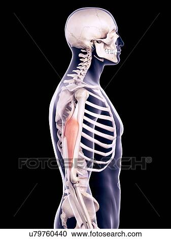 Stock Image - Triceps muscle, illustration. Fotosearch