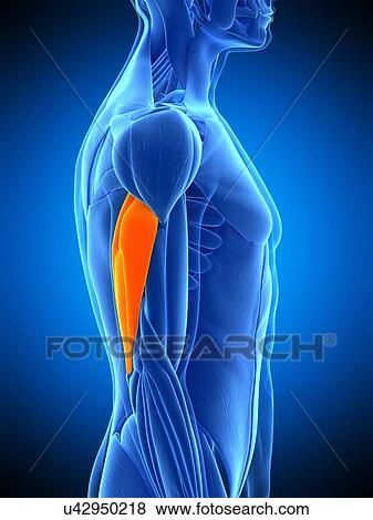 Triceps muscle, illustration View Large Photo Image Stock Photo - Triceps muscle, illustration. Fotosearch