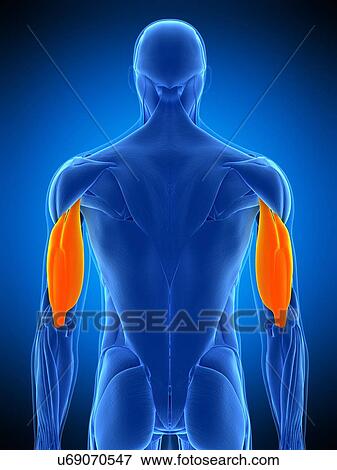 Stock Photo - Triceps muscles, illustration. Fotosearch