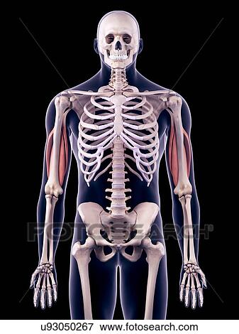 Triceps muscles, illustration View Large Photo Image Stock Photo - Triceps muscles, illustration. Fotosearch