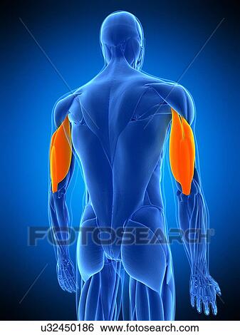 Triceps muscles, illustration View Large Photo Image Stock Photograph - Triceps muscles, illustration. Fotosearch