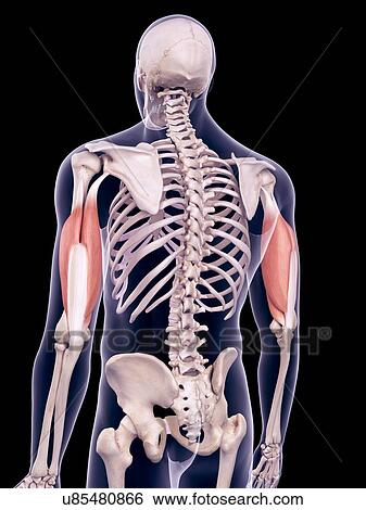 Triceps muscles, illustration View Large Photo Image Stock Photograph - Triceps muscles, illustration. Fotosearch