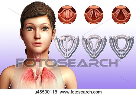 Stock Photo - Vocal cords, illustration. Fotosearch
