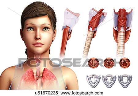 Vocal cords, illustration View Large Photo Image Stock Photography - Vocal cords, illustration. Fotosearch