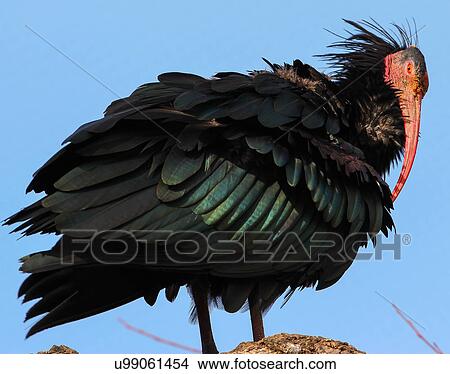 Vulture View Large Photo Image Picture - Vulture. Fotosearch
