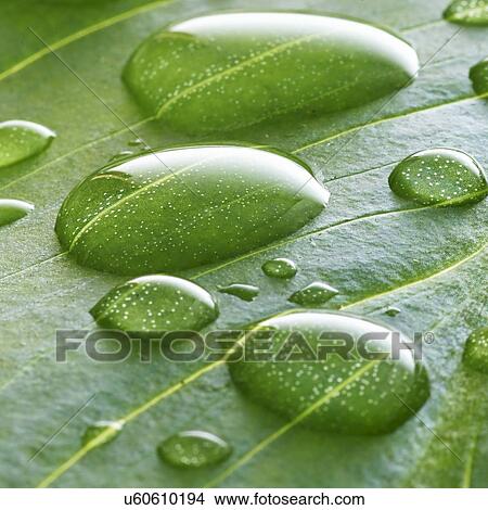 Picture - Water lily leaf with water droplets. Fotosearch