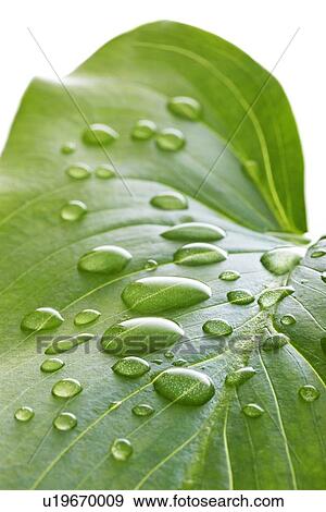 Water lily leaf with water droplets View Large Photo Image Stock Photo - Water lily leaf with water droplets. Fotosearch