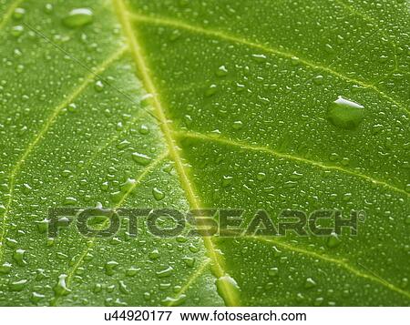 Stock Photo - Water lily leaf with water droplets. Fotosearch