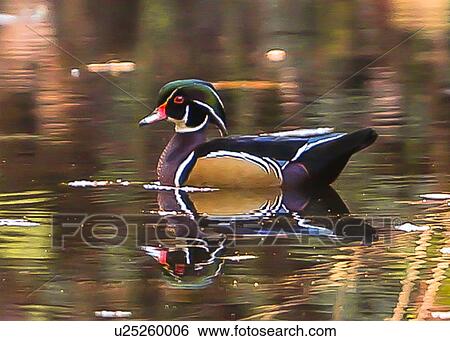 Stock Photograph - Wood Duck. Fotosearch