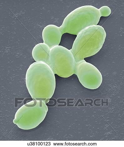 Stock Image - Yeast cells, SEM. Fotosearch