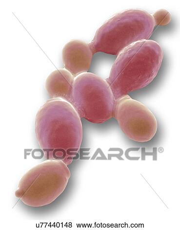 Stock Photo - Yeast cells, SEM. Fotosearch