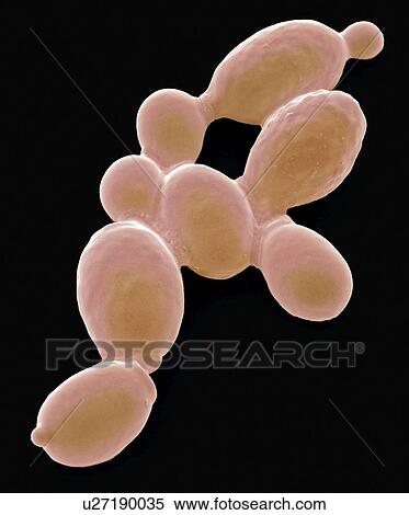Yeast cells, SEM View Large Photo Image Stock Photography - Yeast cells, SEM. Fotosearch