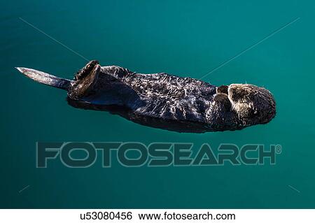 Stock Photograph - A sea otter is floating on its back, Seward. Alaska. Fotosearch