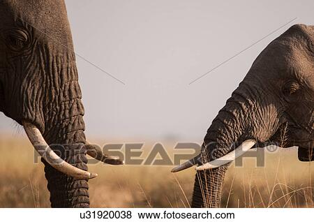 Stock Photo - African elephants meet and greet in the plains of Masai Mara, southern Kenya. Fotosearch