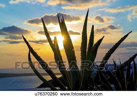 Stock Image - Aloe cactus and sea at sunset. Fotosearch