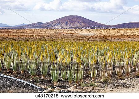 Stock Photo - Aloe vera plants, Fuerteventura, Canary Islands. Fotosearch
