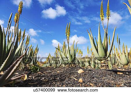 Stock Photo - Aloe vera plants, Fuerteventura, Canary Islands. Fotosearch
