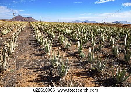 Aloe vera plants, Fuerteventura, Canary Islands View Large Photo Image Stock Photograph - Aloe vera plants, Fuerteventura, Canary Islands. Fotosearch